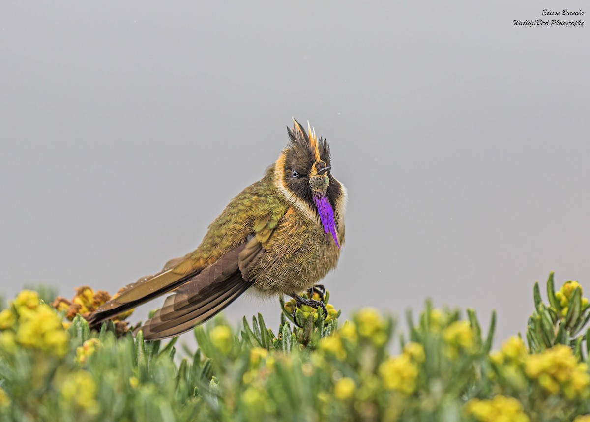 Colibrí Chivito del Nevado del Ruiz - ML620292884