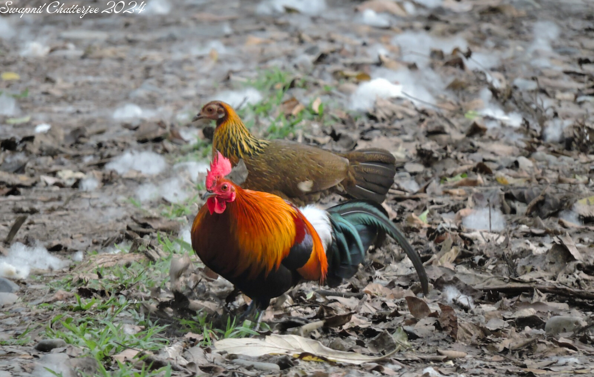 Red Junglefowl - ML620292886