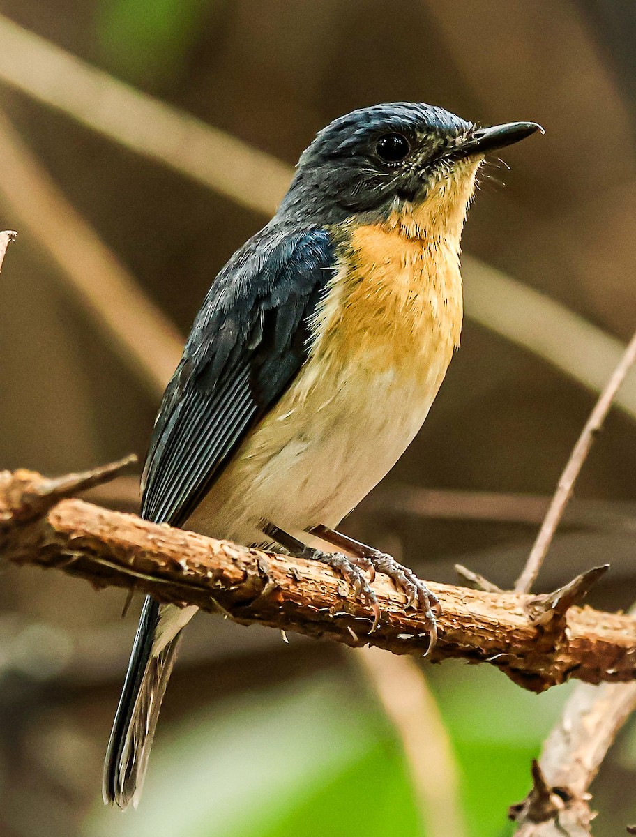 Tickell's Blue Flycatcher - ML620292891