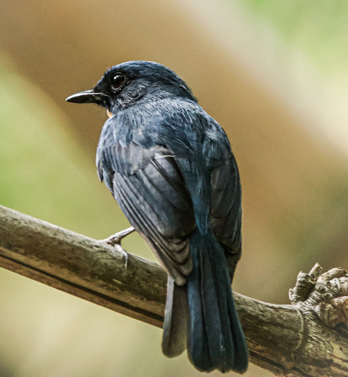 Tickell's Blue Flycatcher - ML620292892