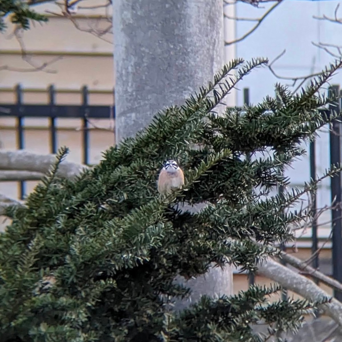 Meadow Bunting - ML620292893