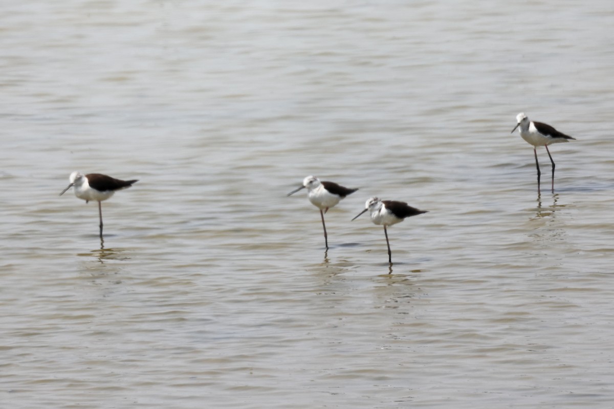 Black-winged Stilt - Anonymous