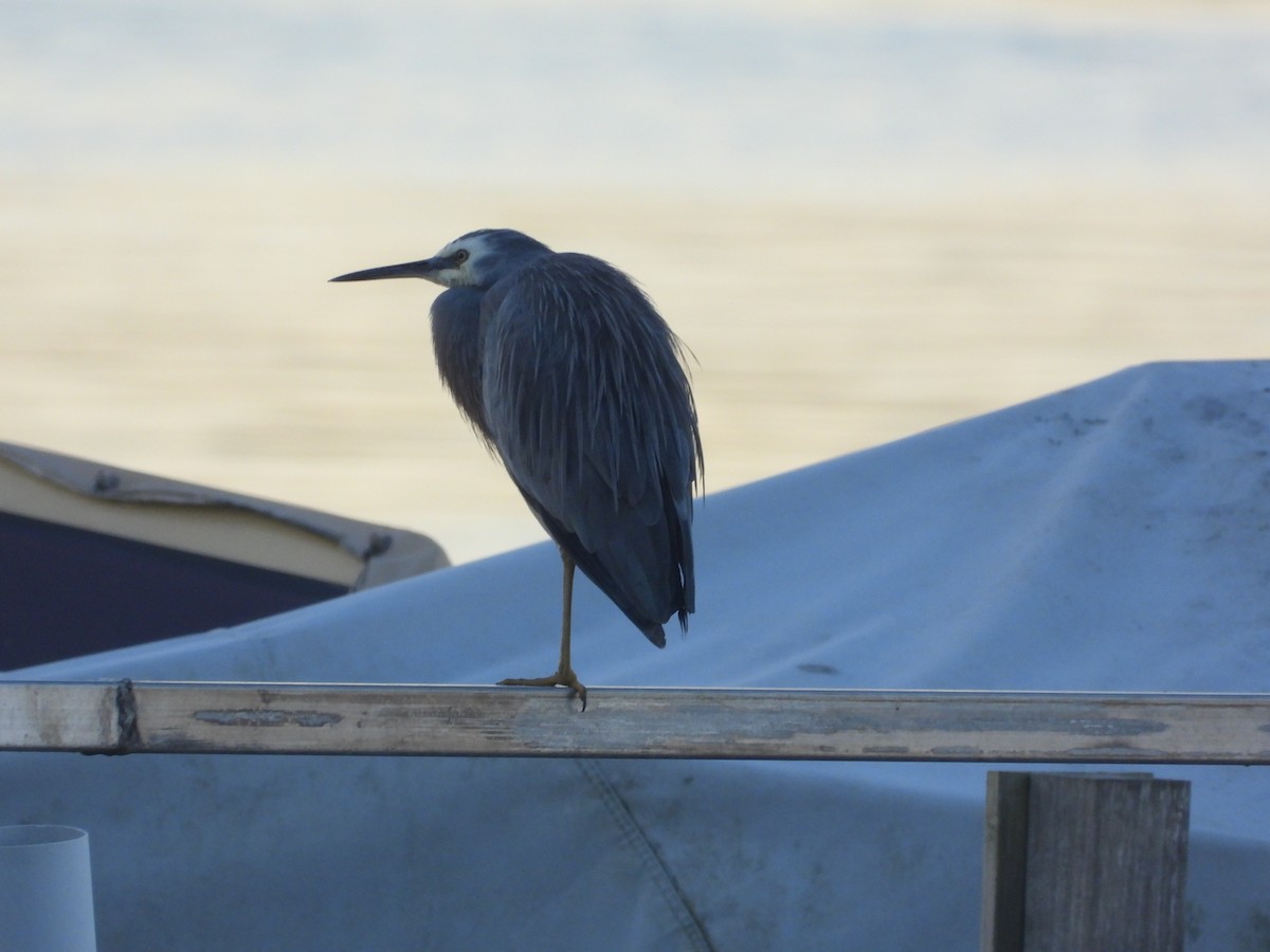 White-faced Heron - ML620292899