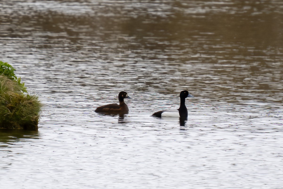 Greater Scaup - ML620292902