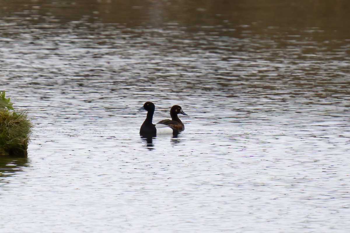 Greater Scaup - ML620292903