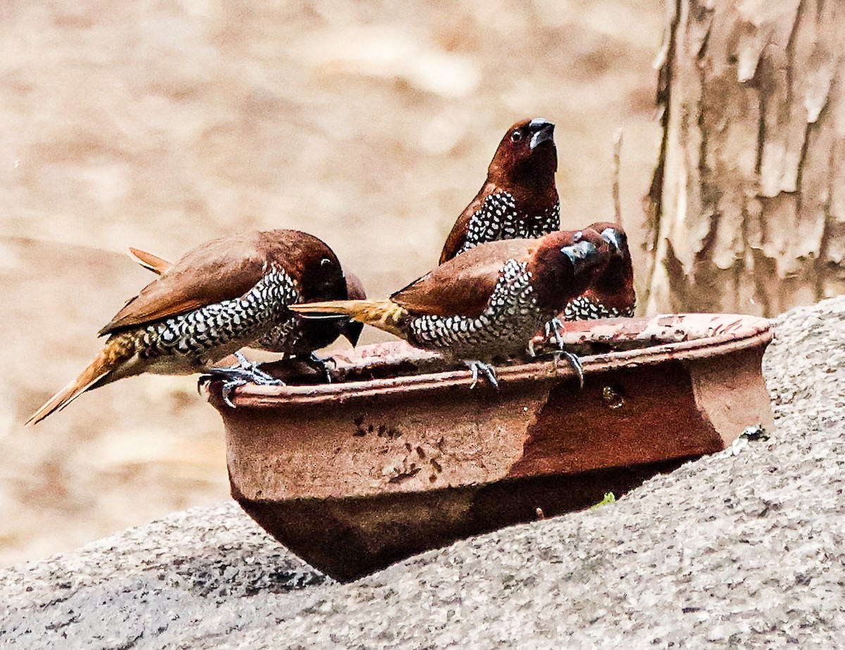 Scaly-breasted Munia - ML620292904