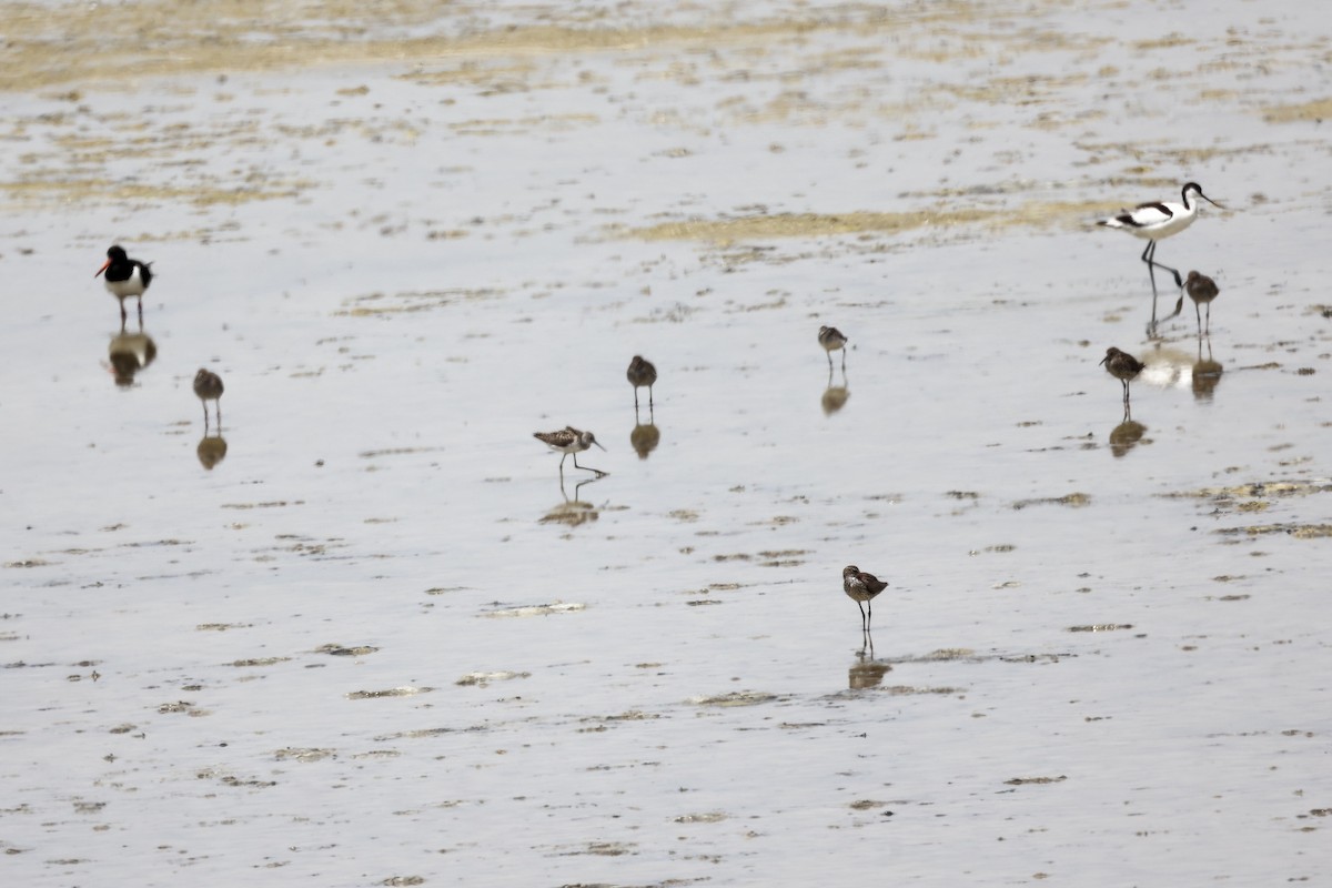 Common Redshank - ML620292905