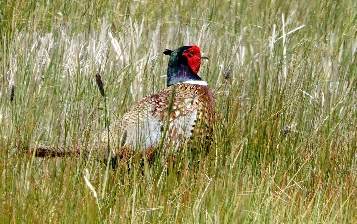 Ring-necked Pheasant - ML620292906