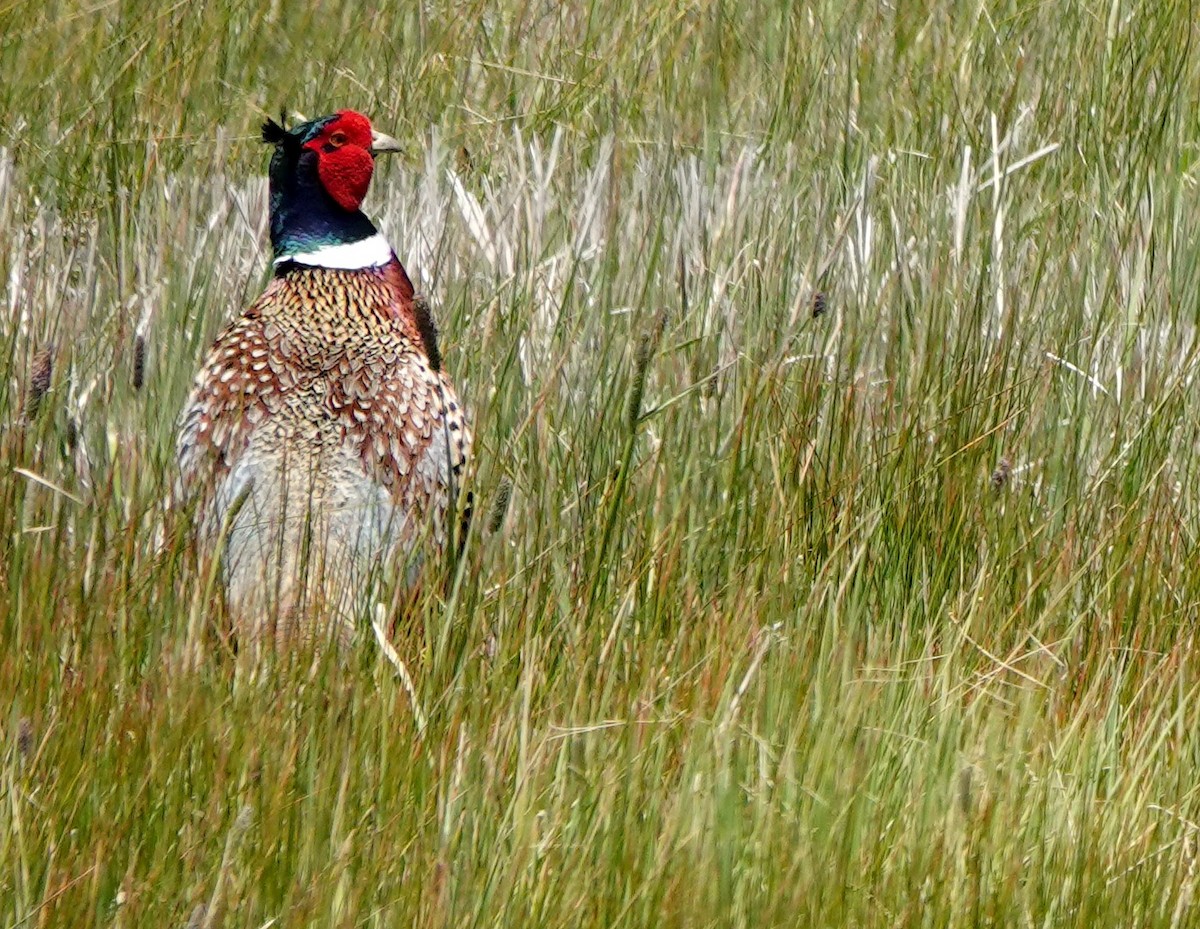 Ring-necked Pheasant - ML620292907