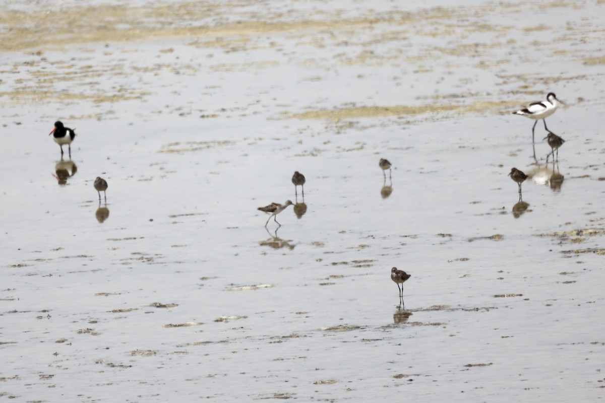 Common Redshank - ML620292908