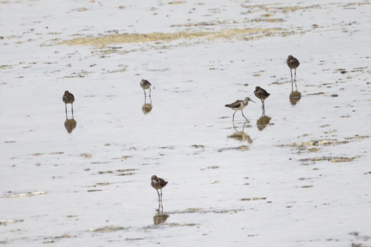 Common Redshank - ML620292909