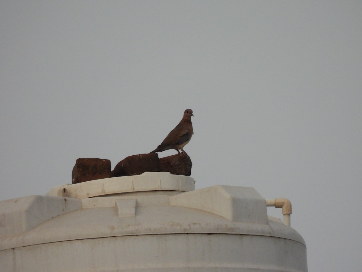 Laughing Dove - ML620292911