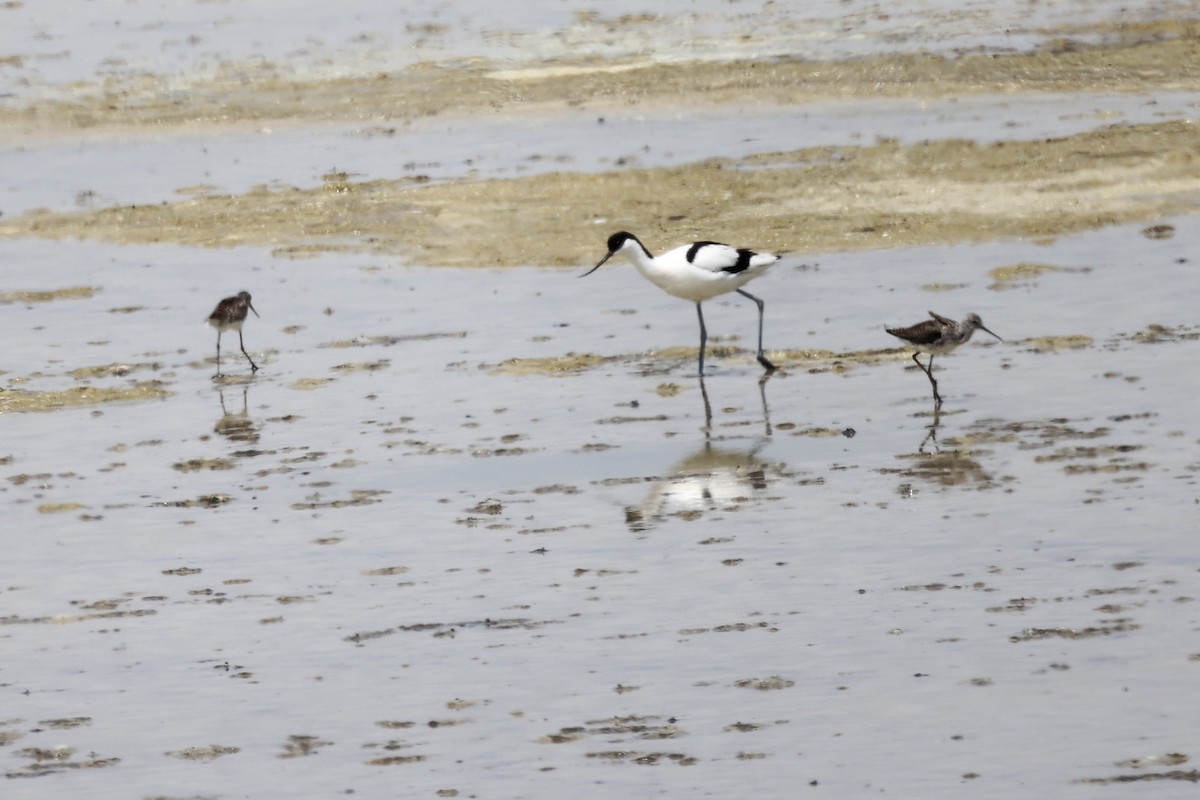 Avoceta Común - ML620292912