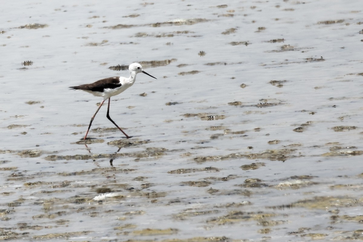 Black-winged Stilt - ML620292917