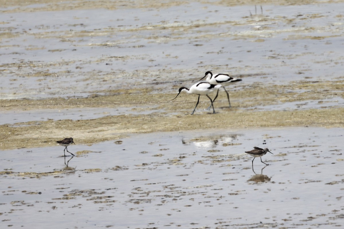 Pied Avocet - Anonymous