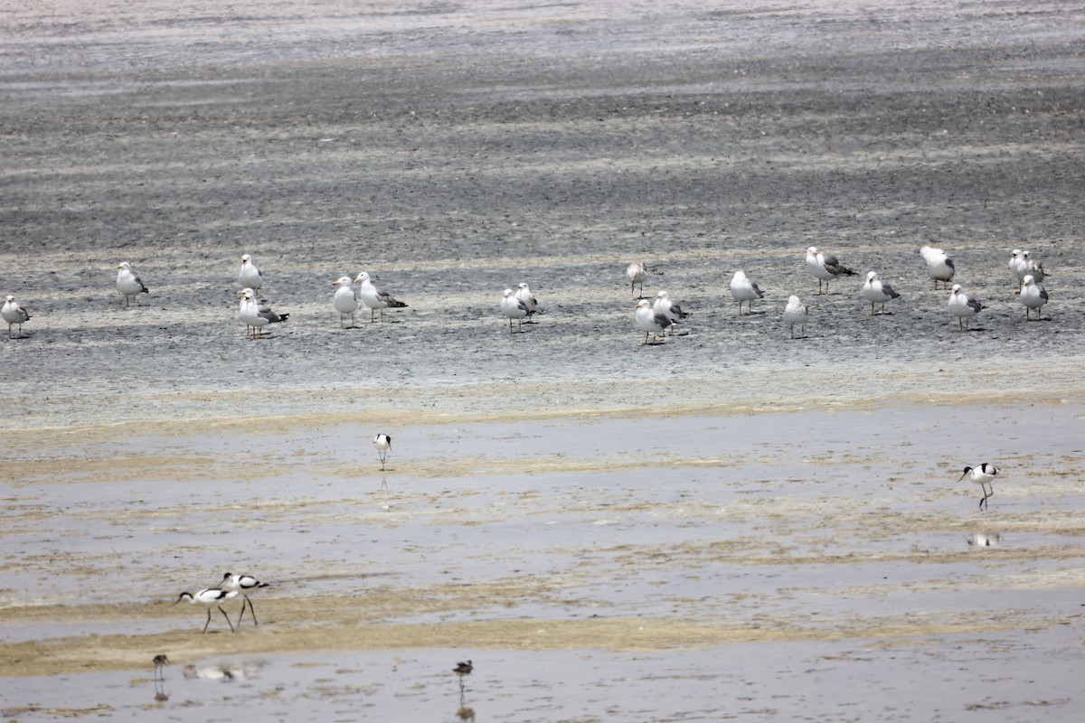 Gaviota Patiamarilla - ML620292922