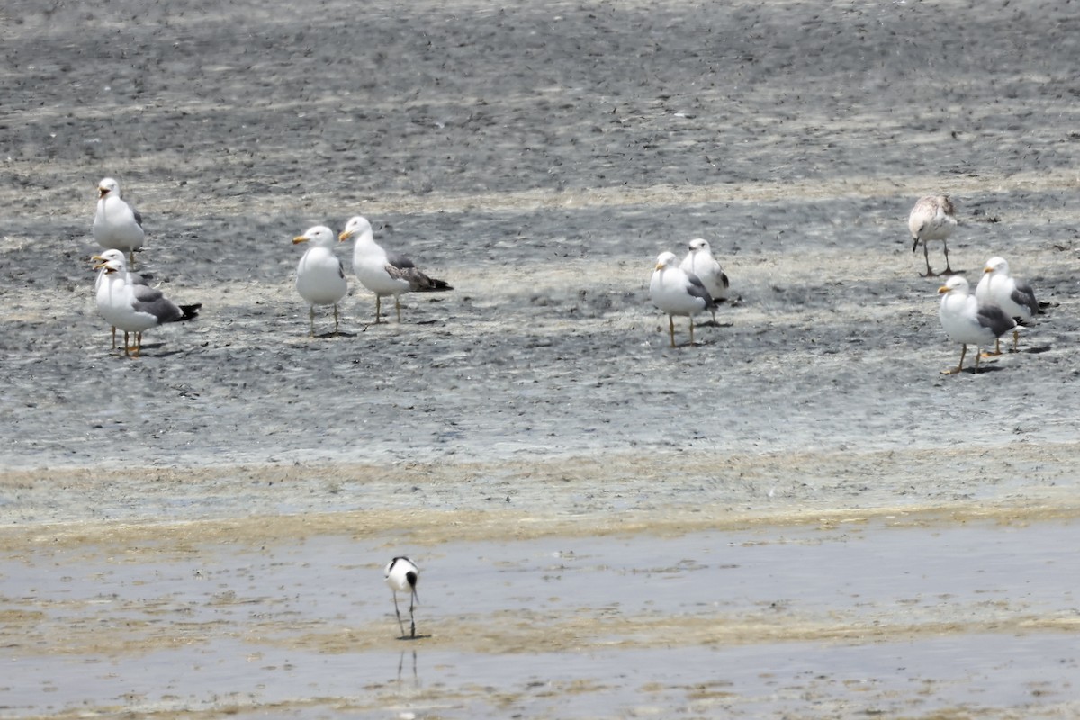 Yellow-legged Gull - ML620292923