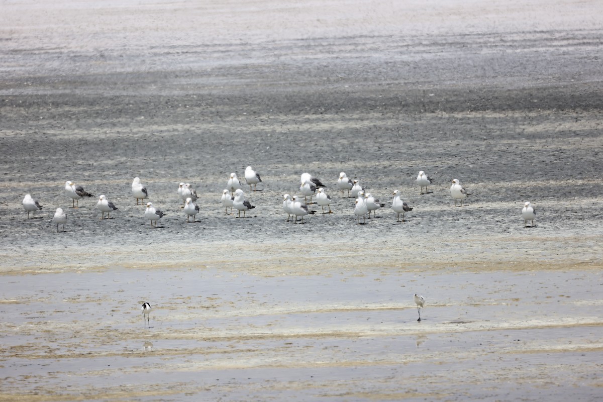 Yellow-legged Gull - ML620292926