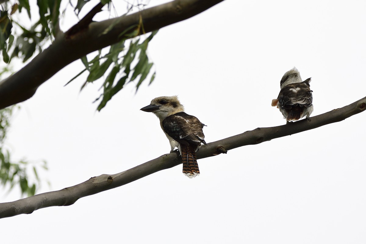 Laughing Kookaburra - ML620292927