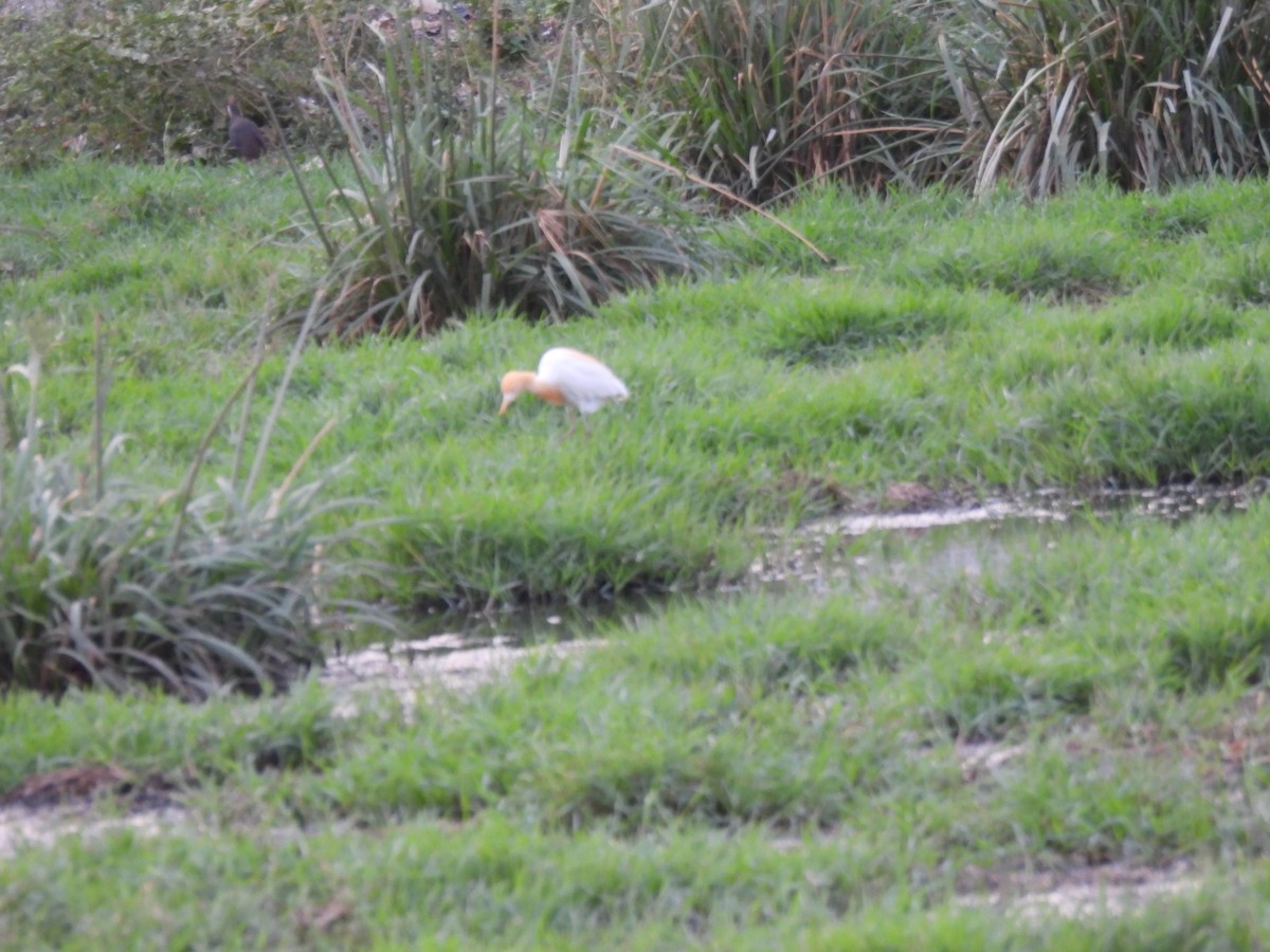 Eastern Cattle Egret - ML620292928