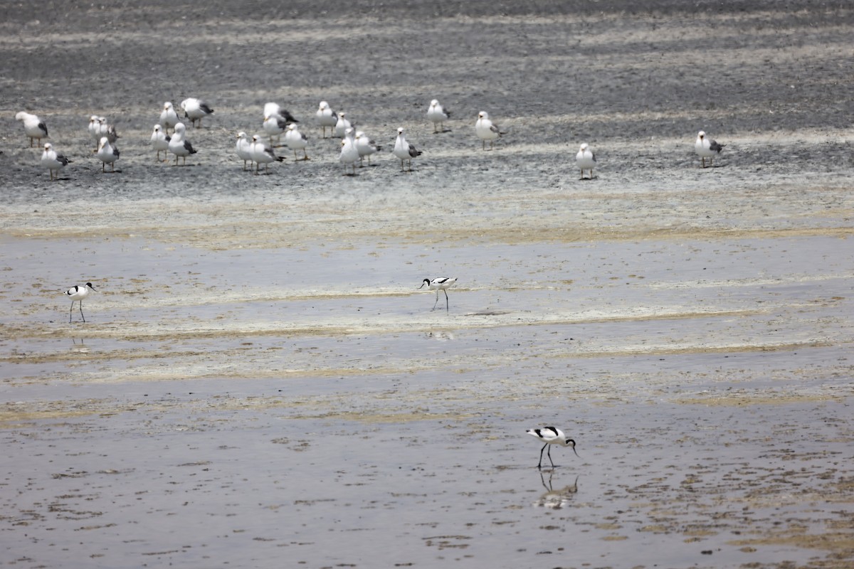 Gaviota Patiamarilla - ML620292930