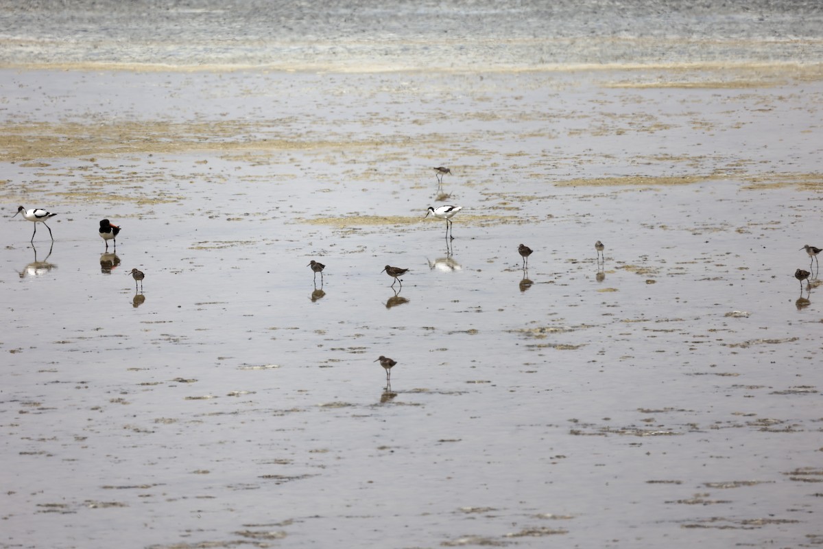 Common Redshank - ML620292932