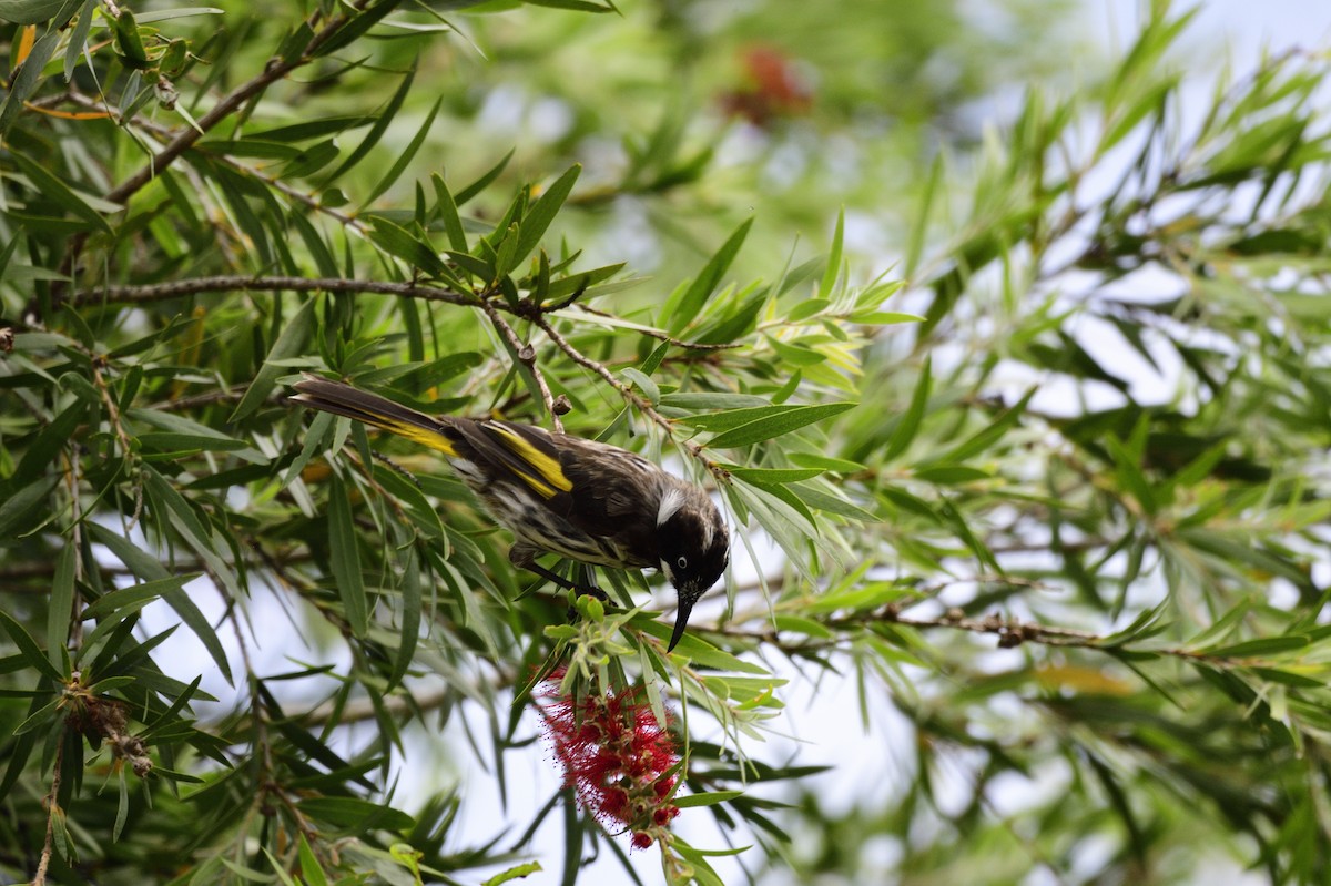 New Holland Honeyeater - ML620292933