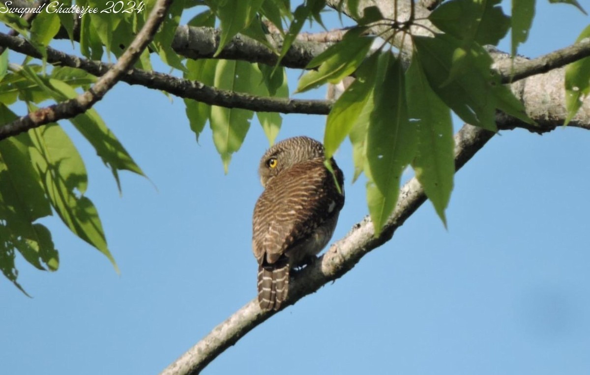 Asian Barred Owlet - ML620292934