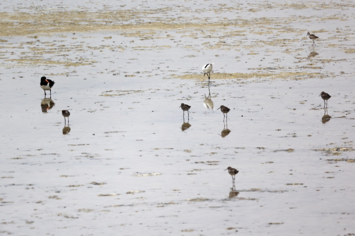 Common Redshank - ML620292936