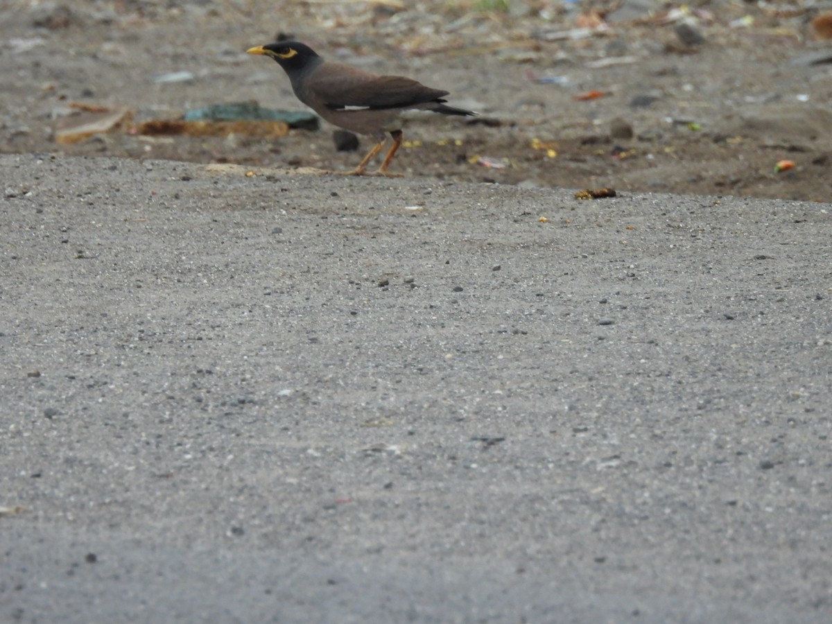 Common Myna - ML620292937