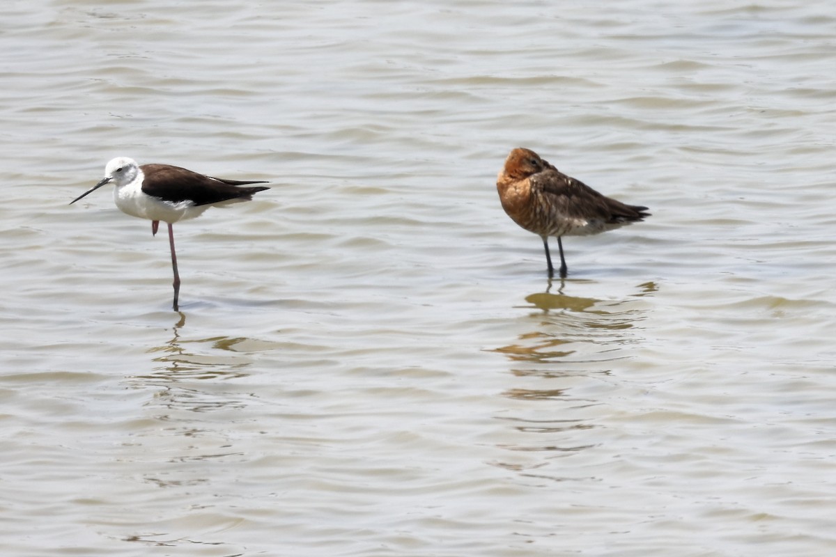 Black-tailed Godwit - ML620292945