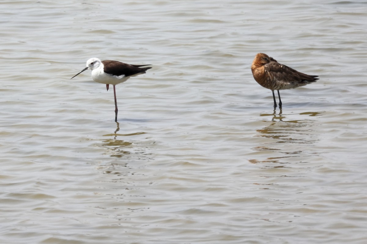 Black-tailed Godwit - ML620292946