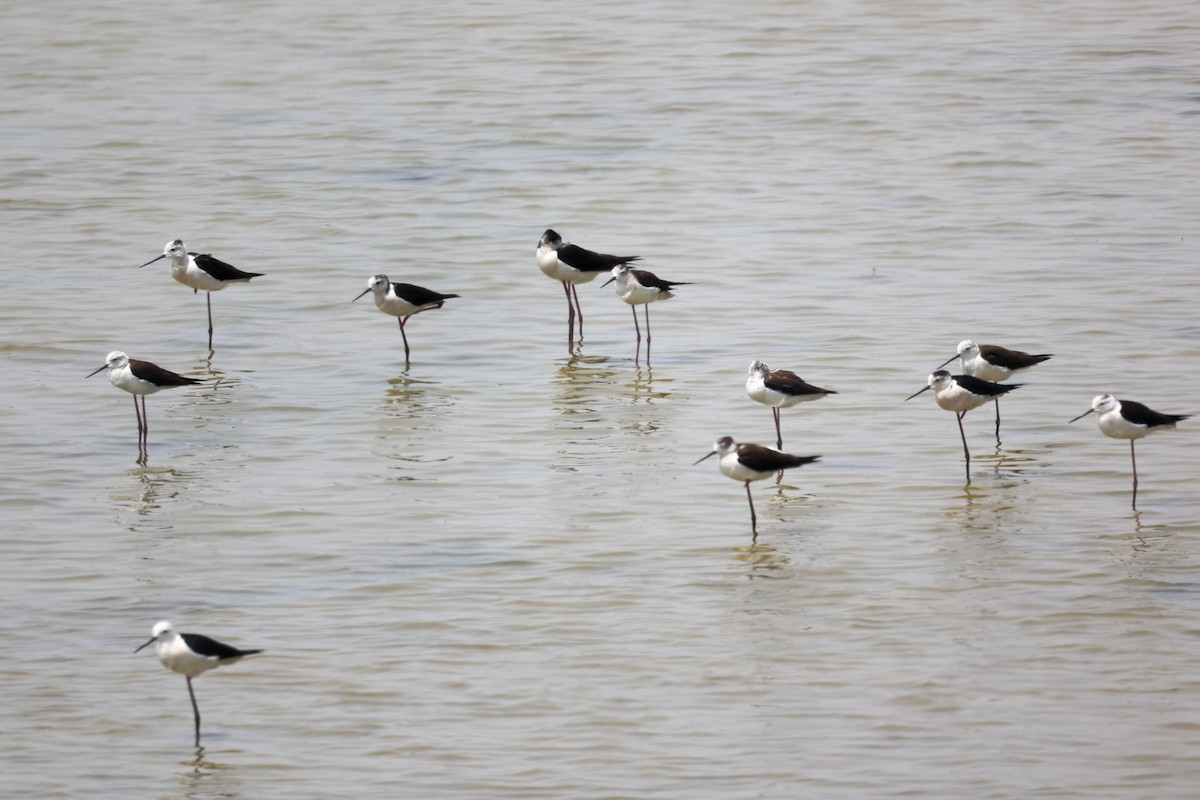 Black-winged Stilt - ML620292947