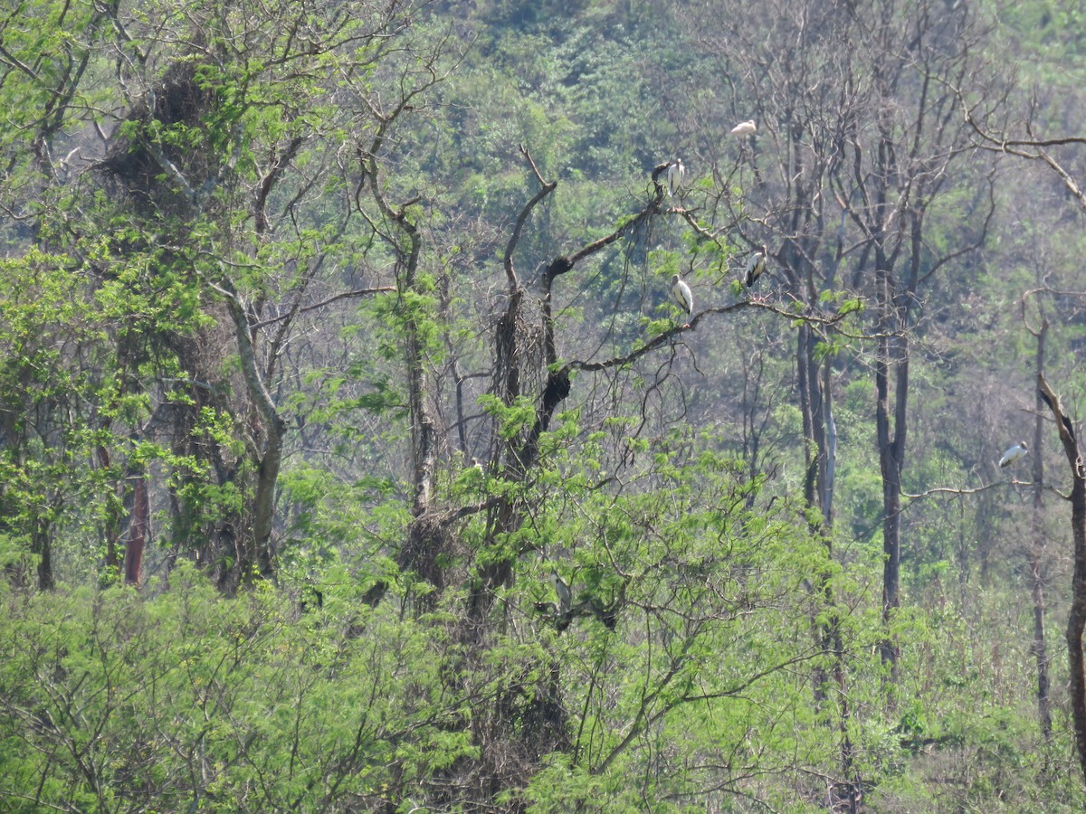 Wood Stork - ML620292948