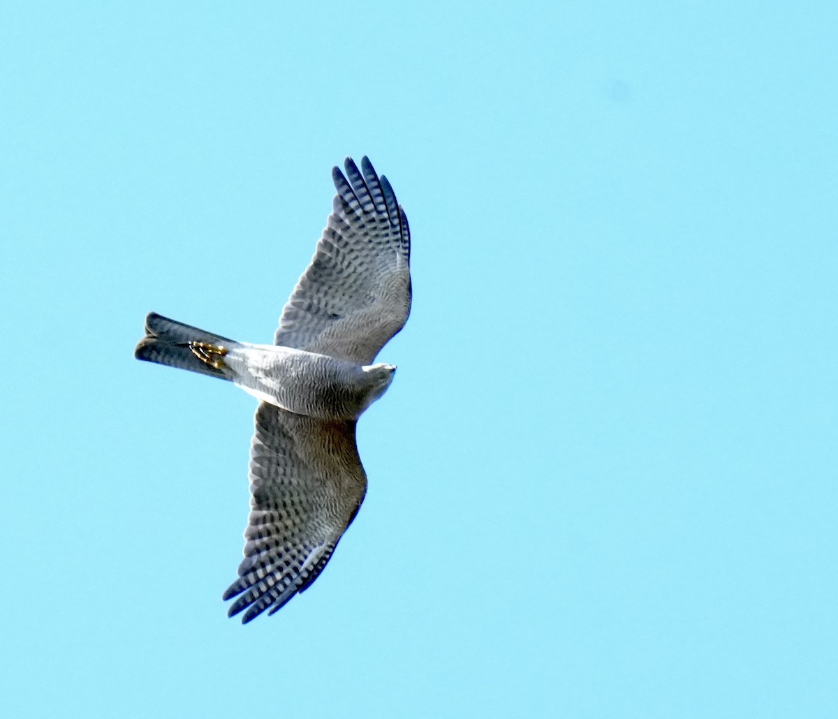 Collared Sparrowhawk - ML620292949