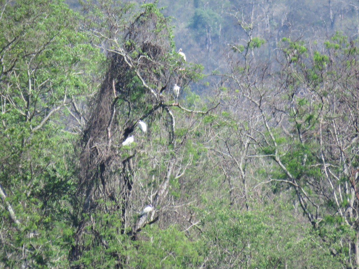 Wood Stork - ML620292950