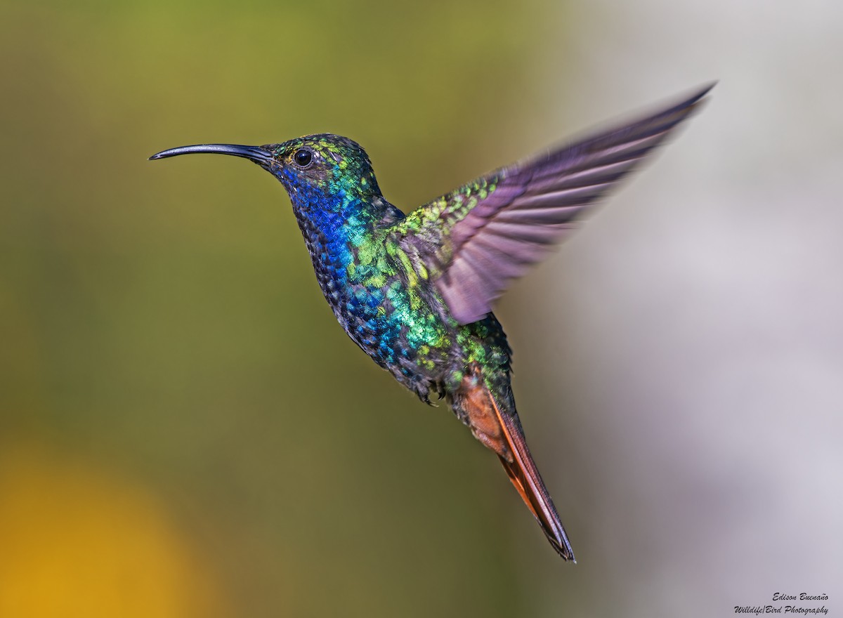 kolibřík azurovoprsý - ML620292953