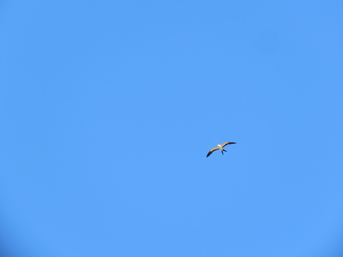 Swallow-tailed Kite - ML620292955