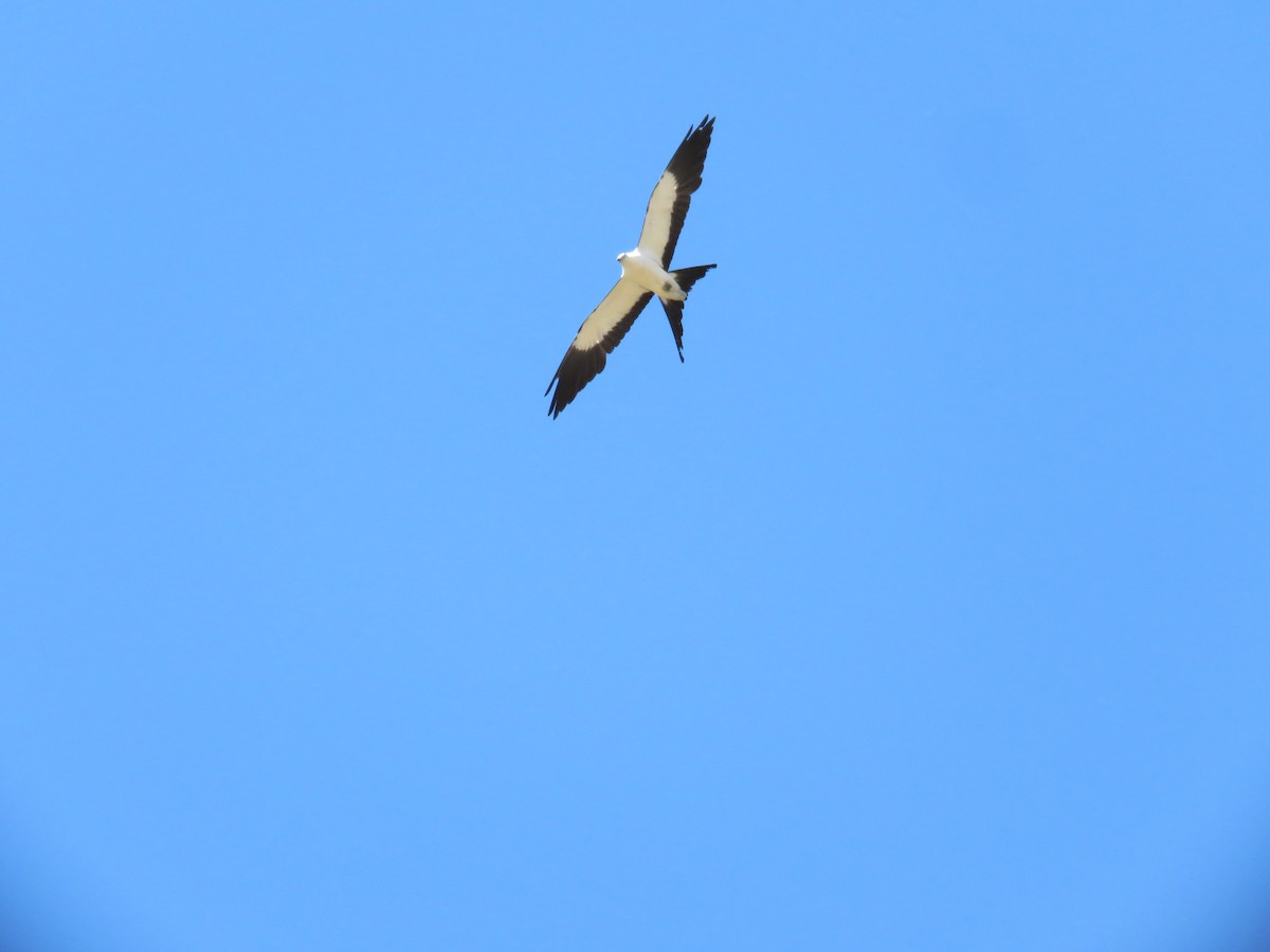 Swallow-tailed Kite - ML620292957