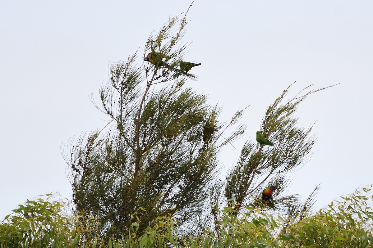 Rainbow Lorikeet - ML620292960