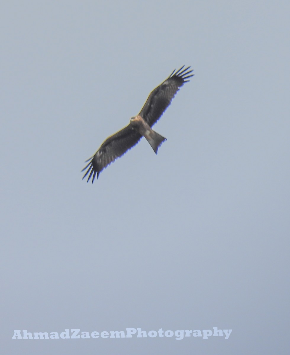 Black Kite - ML620292963