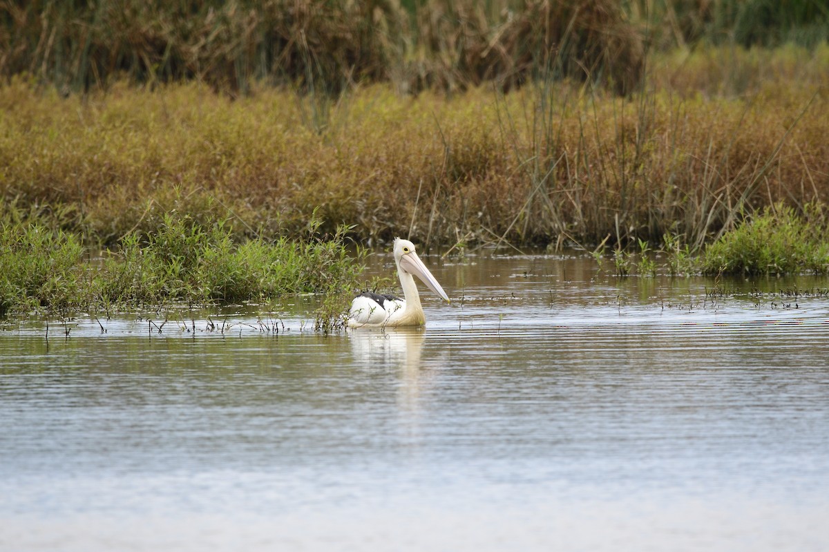 Australian Pelican - ML620292964