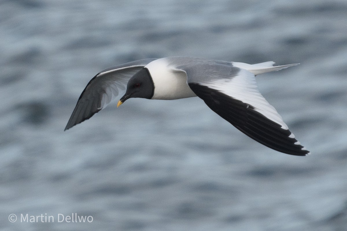 Sabine's Gull - ML620292966