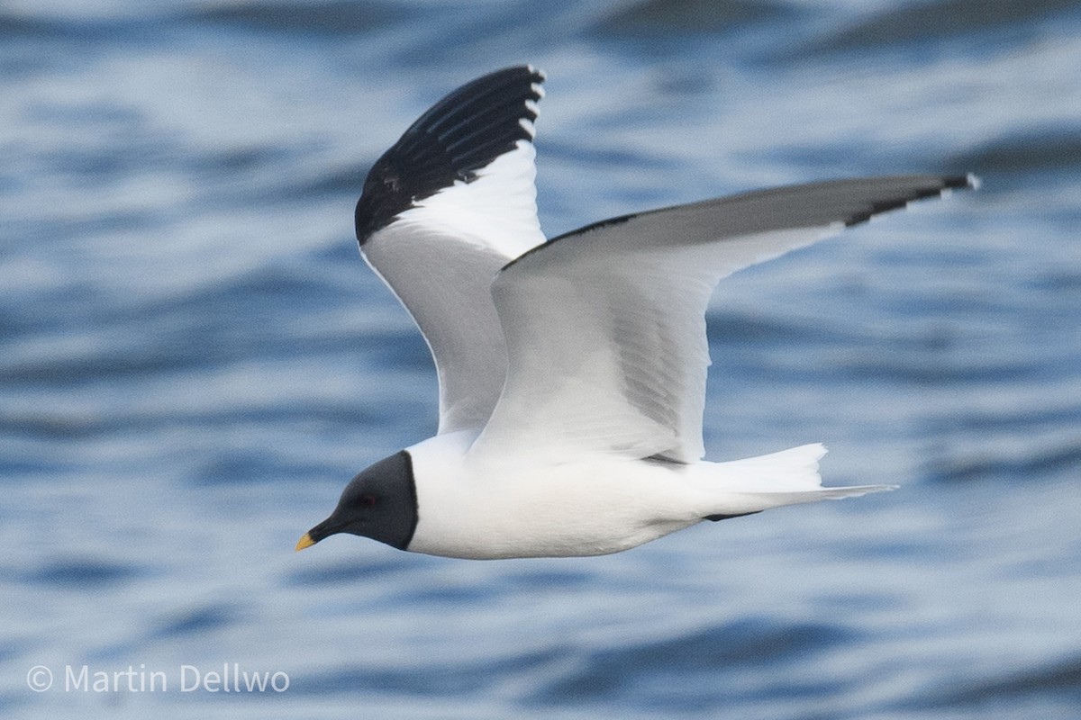 Sabine's Gull - ML620292969