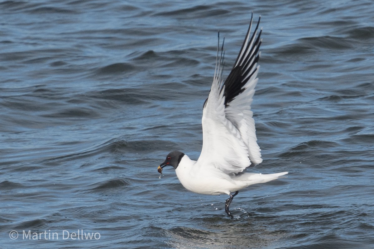 Sabine's Gull - Martin Dellwo