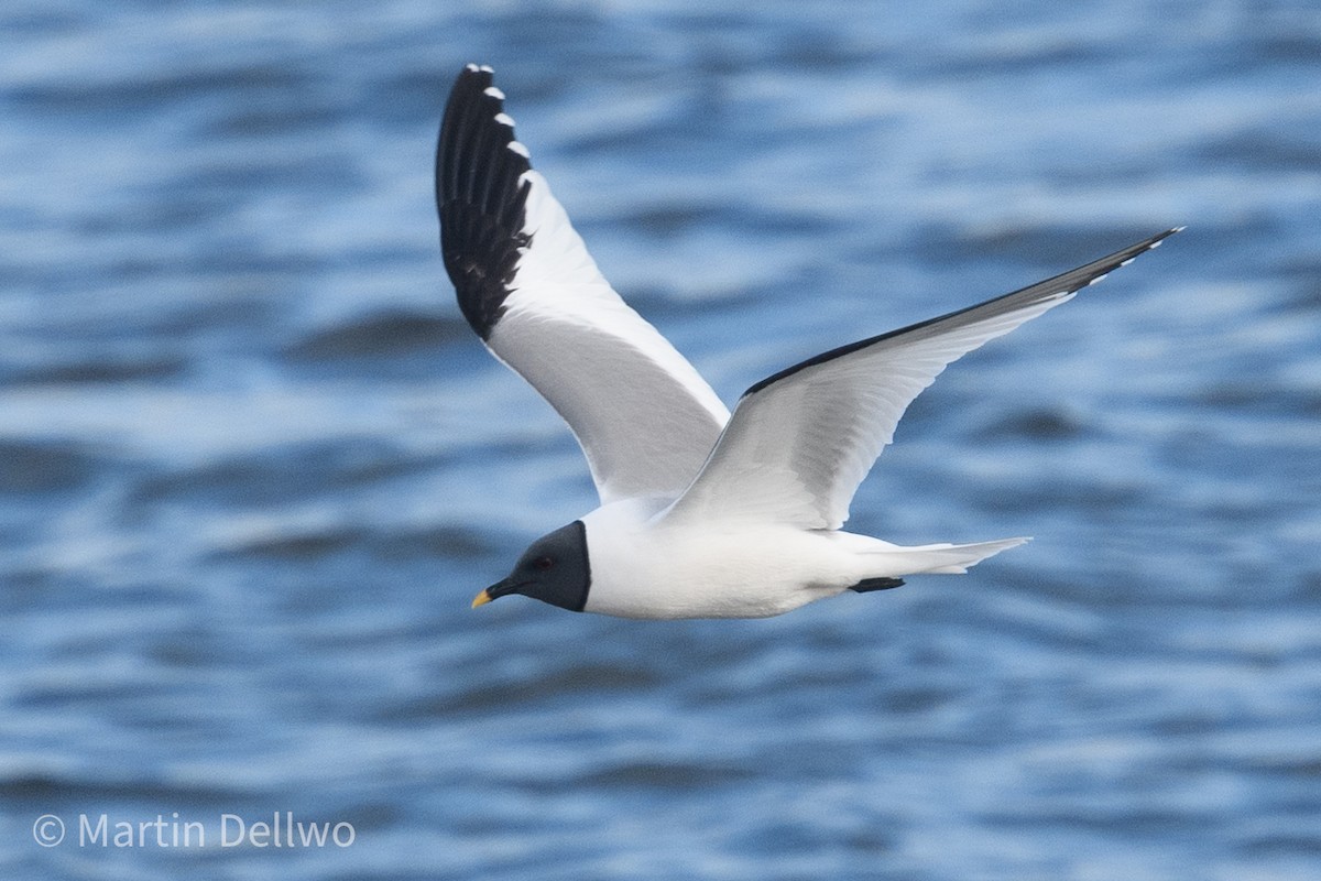 Sabine's Gull - ML620292971