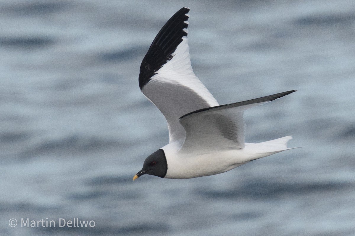 Gaviota de Sabine - ML620292972