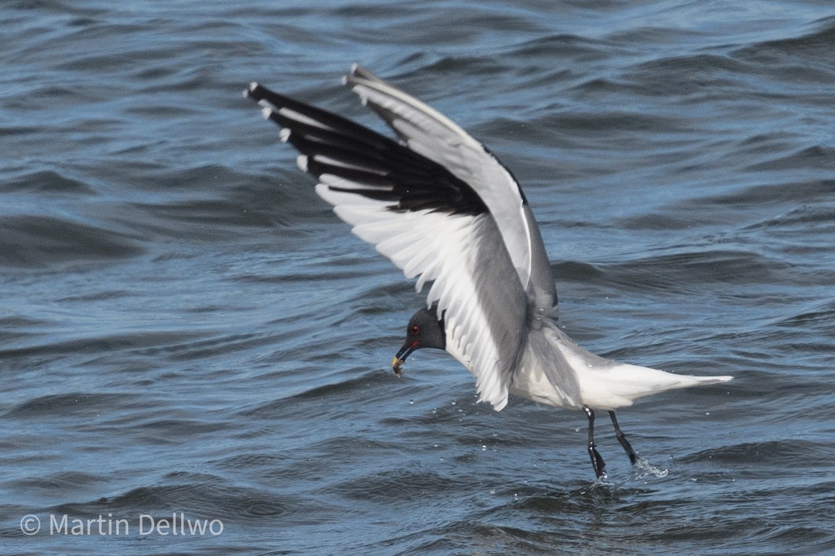 Gaviota de Sabine - ML620292973