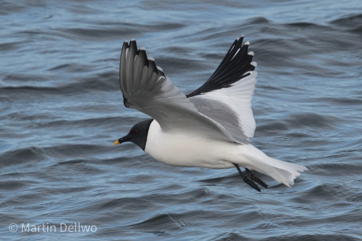 Gaviota de Sabine - ML620292975