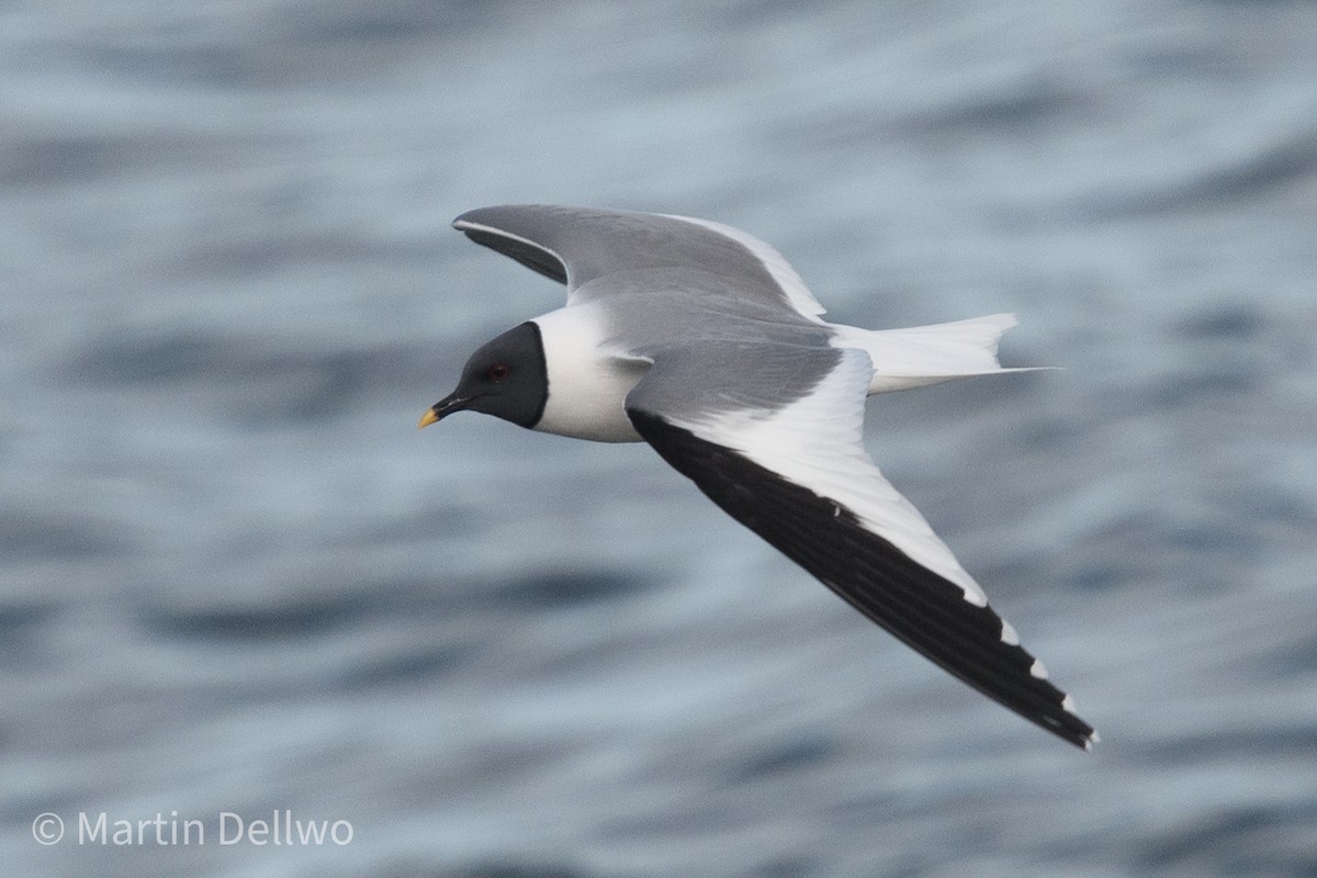 Sabine's Gull - ML620292976